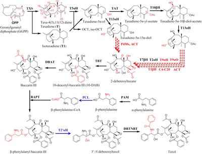 Recent Advances in Metabolic Engineering, Protein Engineering, and Transcriptome-Guided Insights Toward Synthetic Production of Taxol